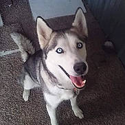 Tria is registered to the contest to win money with this photo: animal, blue_eyes, canine, carpet, companion, cute, dog, domestic, ears, friendly, fur, happy, indoor, looking_up, mammal, pet, playful, siberian_husky, tail, tongue_out