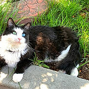 Thor is registered to the contest to win money with this photo: cat, heterochromia, black_and_white, fluffy, grass, outdoor, sunlight, concrete, pavement, pet, animal, nature, relaxed, fur, whiskers, green_eyes, blue_eyes, collar, curious, garden