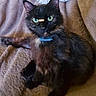 Pepperpot is registered to the contest to win money with this photo: animal, black, blanket, brown, cat, collar, cozy, cute, domestic, feline, fluffy, green_eyes, indoor, pet, playful, relaxed, resting, soft, tortoiseshell, treat