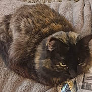 Pepperpot joined the competition — help win amazing prizes! animal, batteries, blanket, cat, cozy, cute, ears, eyes, feline, fur, home, indoor, mammal, package, pet, plastic, relaxing, resting, tortoiseshell, whiskers