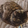 animal, batteries, blanket, cat, cozy, cute, ears, eyes, feline, fur, home, indoor, mammal, package, pet, plastic, relaxing, resting, tortoiseshell, whiskers