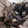 Pepperpot joined the competition — help win amazing prizes! animal, blanket, cat, closeup, comfort, cozy, cute, ears, feline, fur, green_eyes, home, indoor, pet, relaxed, resting, sleepy, soft_texture, tortoiseshell, whiskers