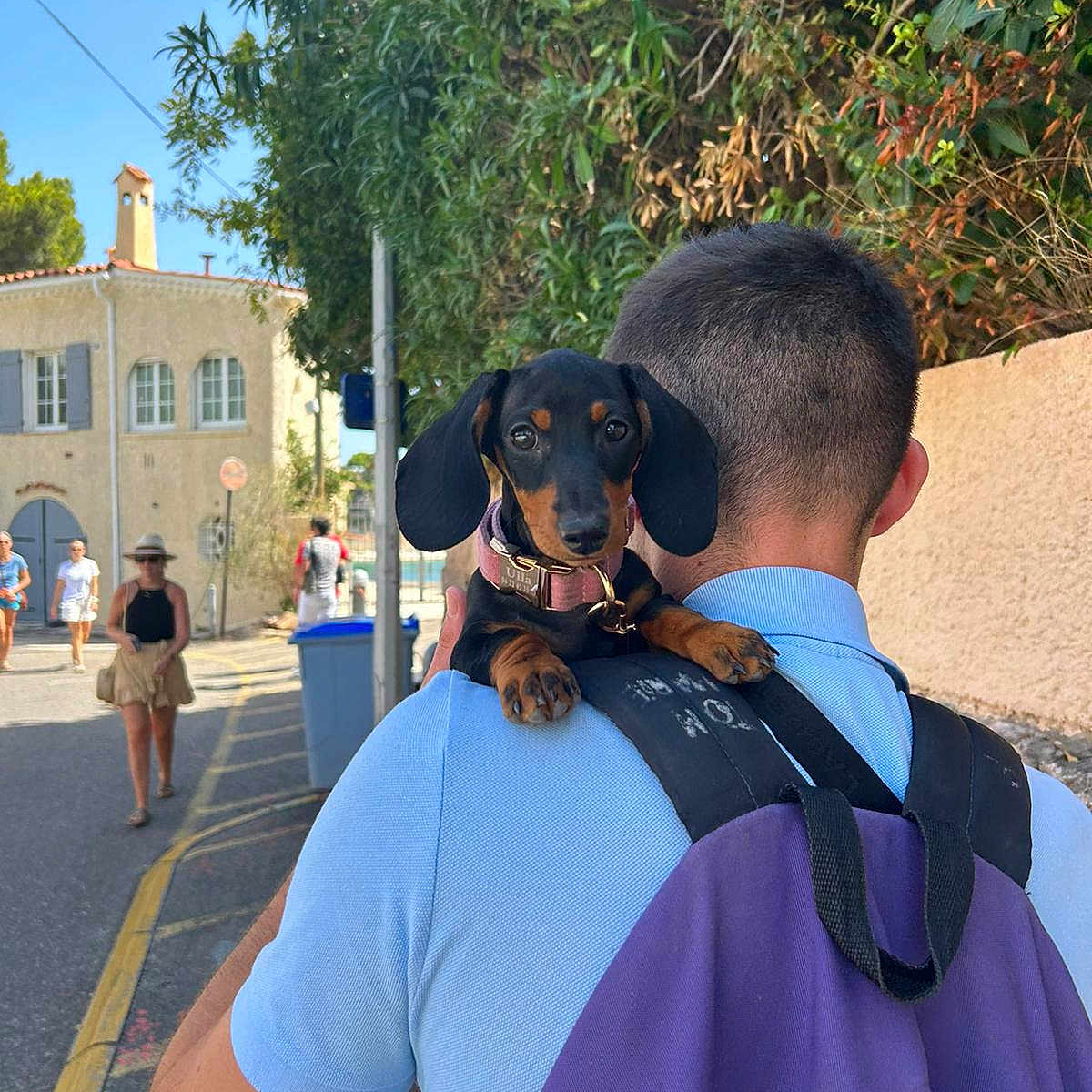 Ulla a rejoint le concours — aidez-le/la à gagner de superbes lots ! accessories, adult, animal, backpack, backpacking, bag, canine, city, clothing, dog, handbag, hat, male, man, person, pet, puppy, road, street, urban