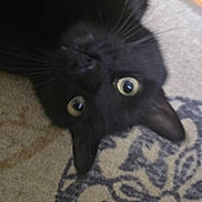 Abu joined the competition — help win amazing prizes! black_cat, cat, pet, animal, upside_down, carpet, indoor, curious, wide_eyes, fur, whiskers, ears, floor, domestic_animal, close_up, playful, cute, mammal, feline, looking