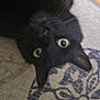 black_cat, cat, pet, animal, upside_down, carpet, indoor, curious, wide_eyes, fur, whiskers, ears, floor, domestic_animal, close_up, playful, cute, mammal, feline, looking