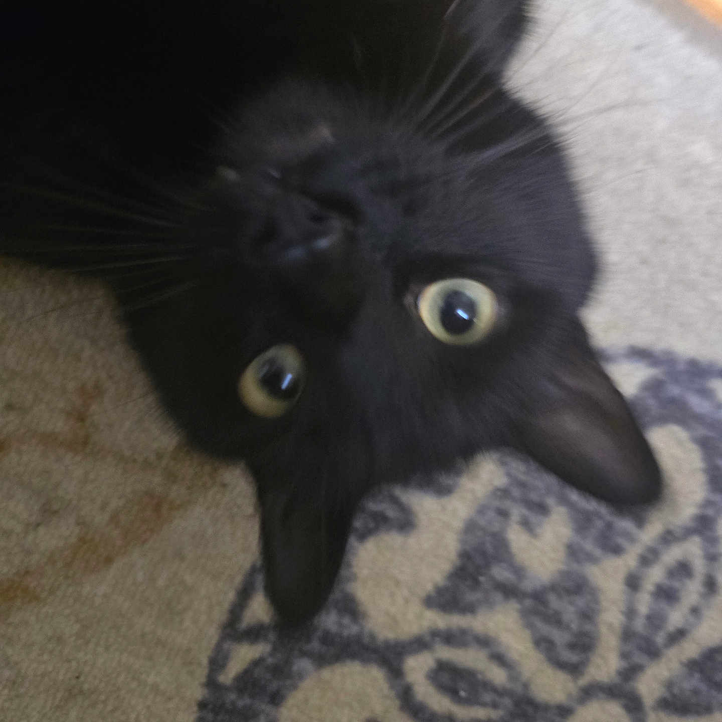 Abu joined the competition — help win amazing prizes! animal, black_cat, carpet, cat, close_up, curious, cute, domestic_animal, ears, feline, floor, fur, indoor, looking, mammal, pet, playful, upside_down, whiskers, wide_eyes