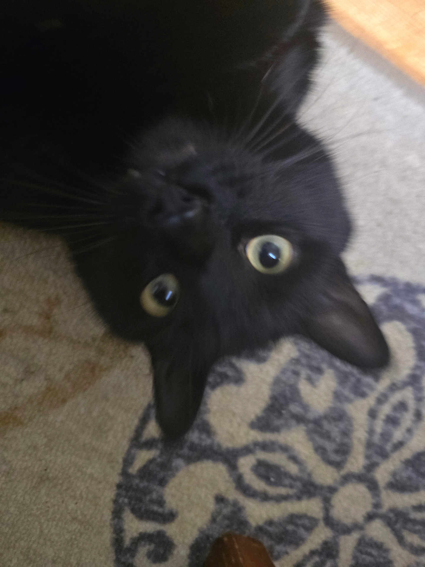 Abu