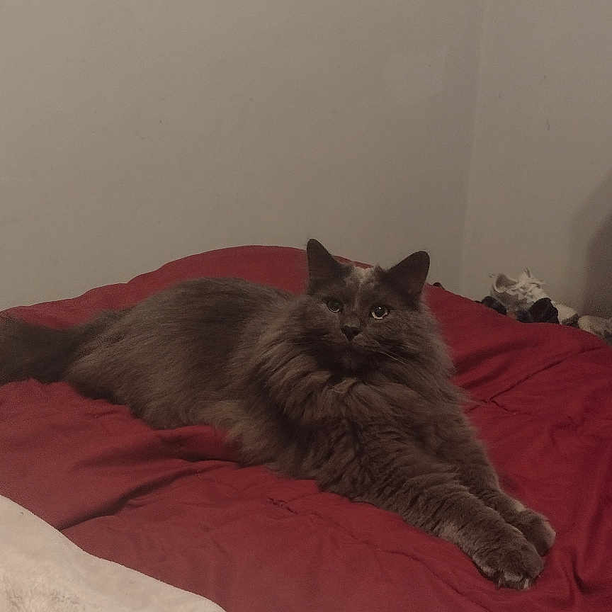 Luna is registered to the contest to win money with this photo: animal, bed, blanket, calm, cat, cozy, domestic_cat, feline, fluffy, fur, gray_cat, indoor, mammal, pet, red_blanket, relaxing, resting, sleepy, stretching, white_blanket
