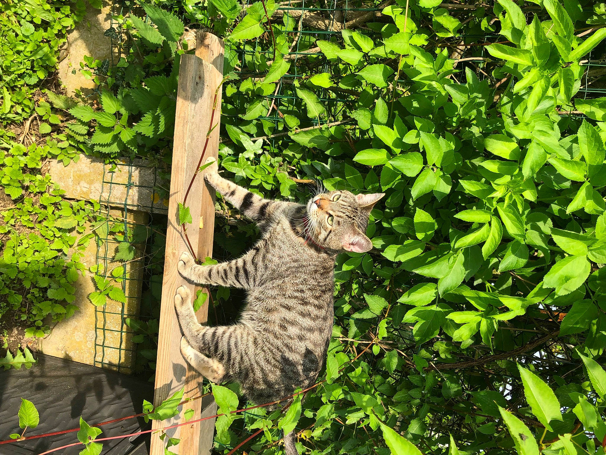 Rio participe au concours pour gagner de l'argent avec cette photo : carnivore, cat, felidae, fox_squirrel, fur, grass, groundcover, herb, plant, shrub, small_to_medium_sized_cats, tail, terrestrial_animal, terrestrial_plant, tree, trunk, vegetation, whiskers, wildlife, wood