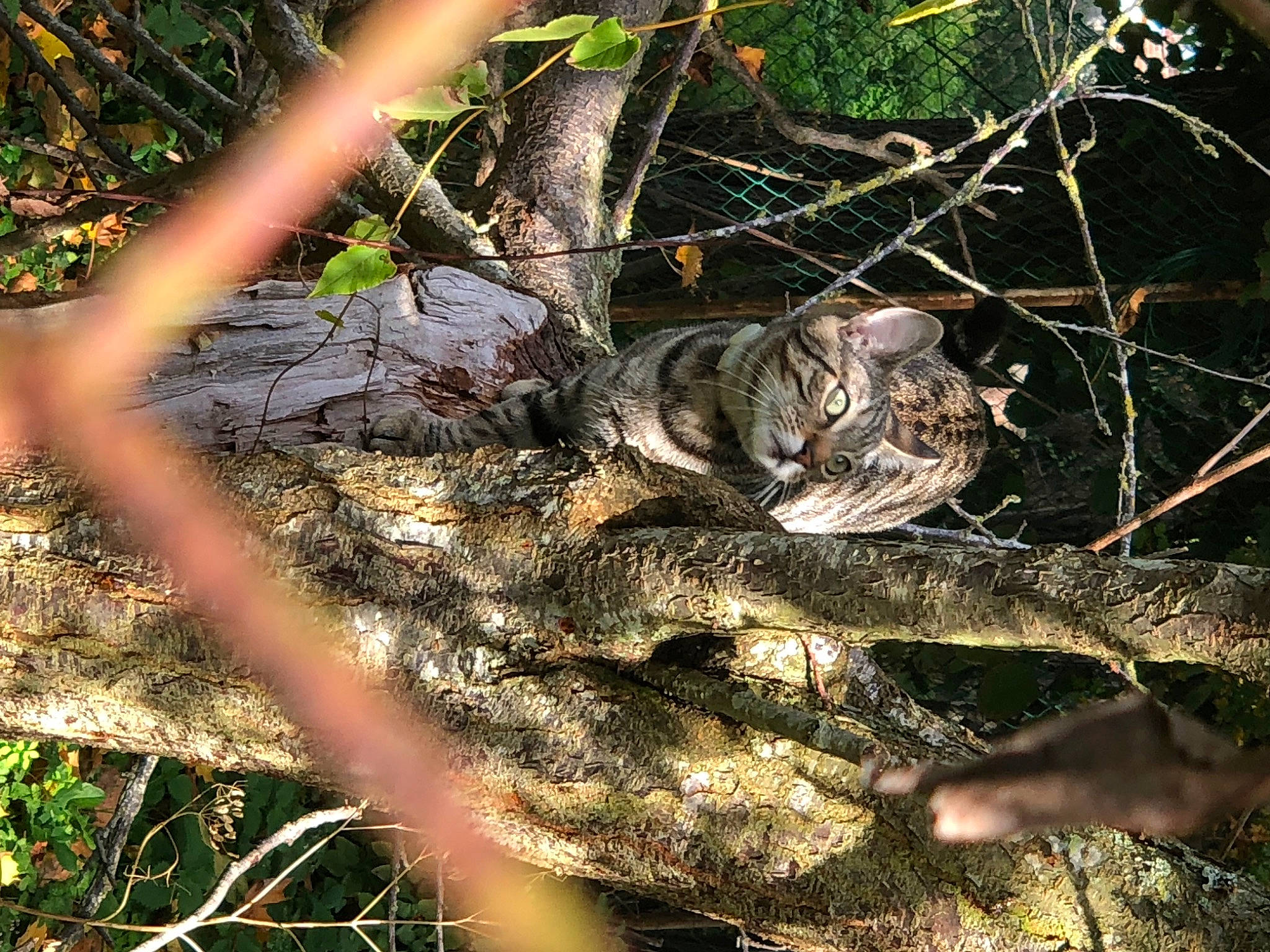 Rio a rejoint le concours — aidez-le/la à gagner de superbes lots ! carnivore, cat, felidae, forest, grass, jungle, natural_material, northern_hardwood_forest, organism, small_to_medium_sized_cats, soil, tail, terrestrial_animal, trunk, twig, whiskers, wildlife, wood, woodland