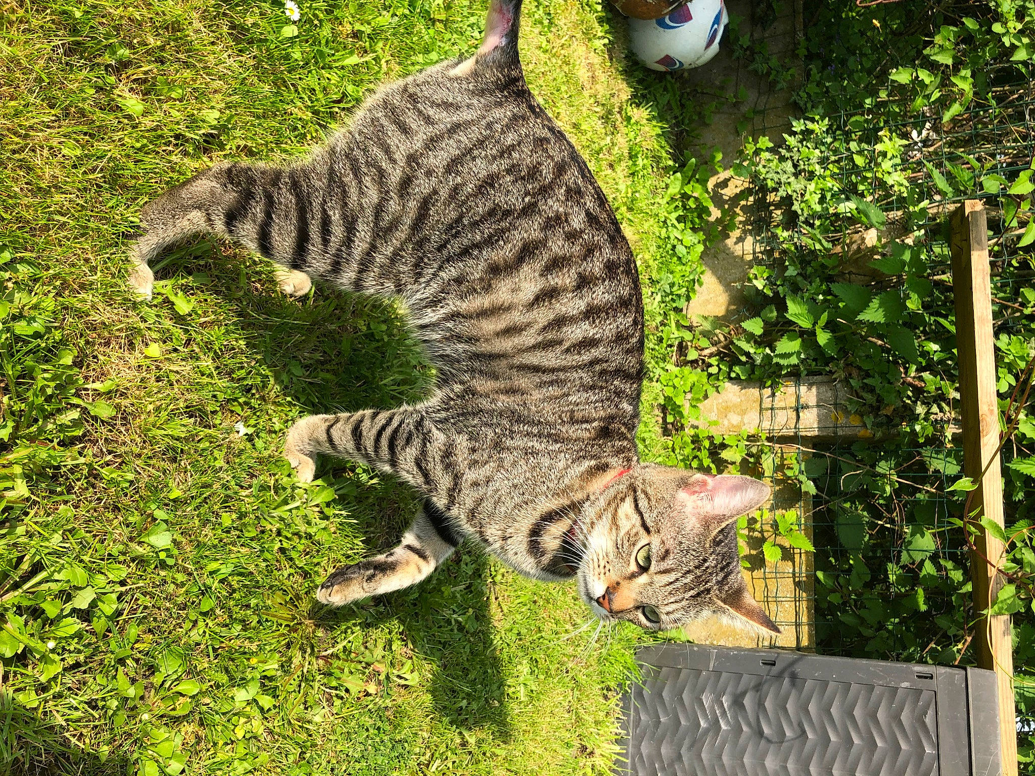 Rio participe au concours pour gagner de l'argent avec cette photo : carnivore, cat, domestic_short_haired_cat, felidae, fur, grass, groundcover, lynx, mammal, organism, paw, plant, small_to_medium_sized_cats, snout, tail, terrestrial_animal, tree, vertebrate, whiskers, wildlife