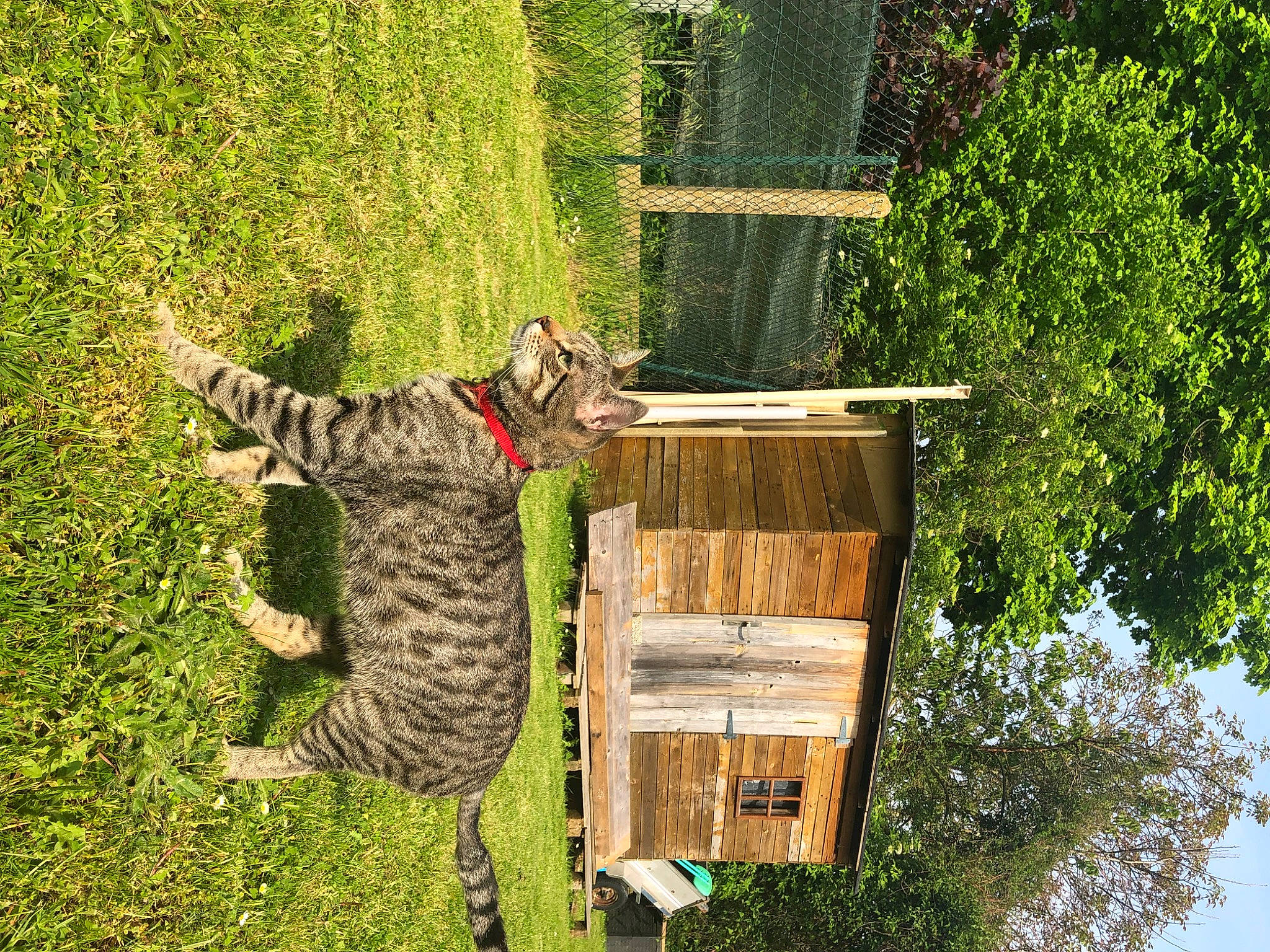 Rio a rejoint le concours — aidez-le/la à gagner de superbes lots ! birdhouse, carnivore, cat, domestic_short_haired_cat, felidae, fur, grass, groundcover, military_camouflage, pattern, pet_supply, plant, shrub, small_to_medium_sized_cats, soil, tail, tree, trunk, wildlife, wood