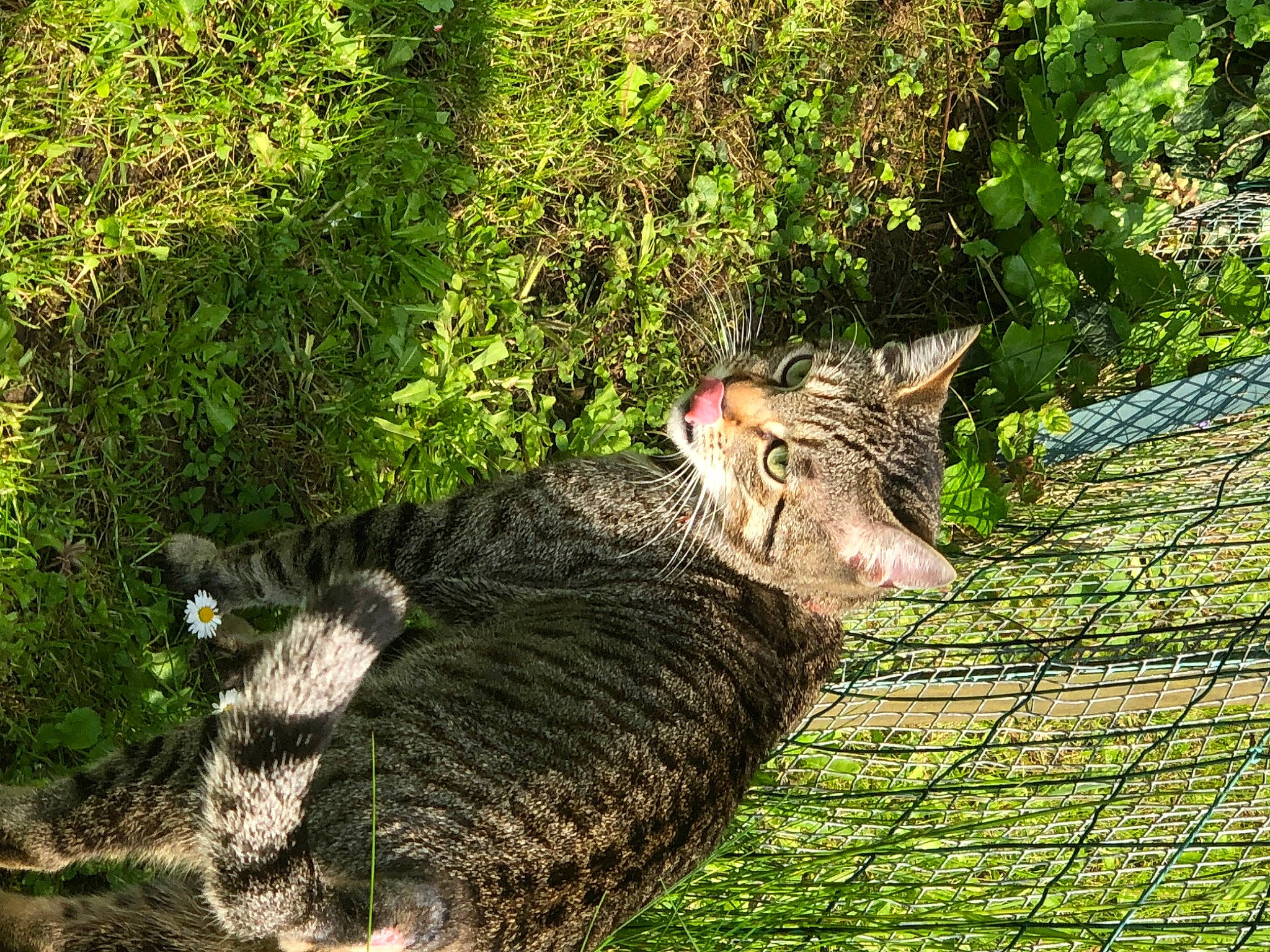 Rio a rejoint le concours — aidez-le/la à gagner de superbes lots ! carnivore, cat, domestic_short_haired_cat, fawn, felidae, fur, grass, groundcover, mesh, plant, shrub, small_to_medium_sized_cats, snout, tail, terrestrial_animal, tree, trunk, whiskers, wildlife