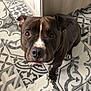 animal, brown_dog, canine, close_up, companion, curious, dog, domestic_animal, ears, floor, flooring, household, indoor, looking_up, nose, patterned_tile, paws, pet, short_hair, tile