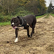 Niro a rejoint le concours — aidez-le/la à gagner de superbes lots ! animal, autumn, brown, canine, daytime, dirt_path, dog, forest, greenery, happy, harness, nature, outdoor, pathway, pet, tail, tongue_out, trees, walking, white