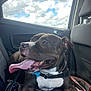 animal, backseat, black_and_white, canine, car_interior, clouds, collar, daylight, dog, dog_tag, happy, leash, panting, pet, relaxed, seat, sky, tongue_out, transportation, window