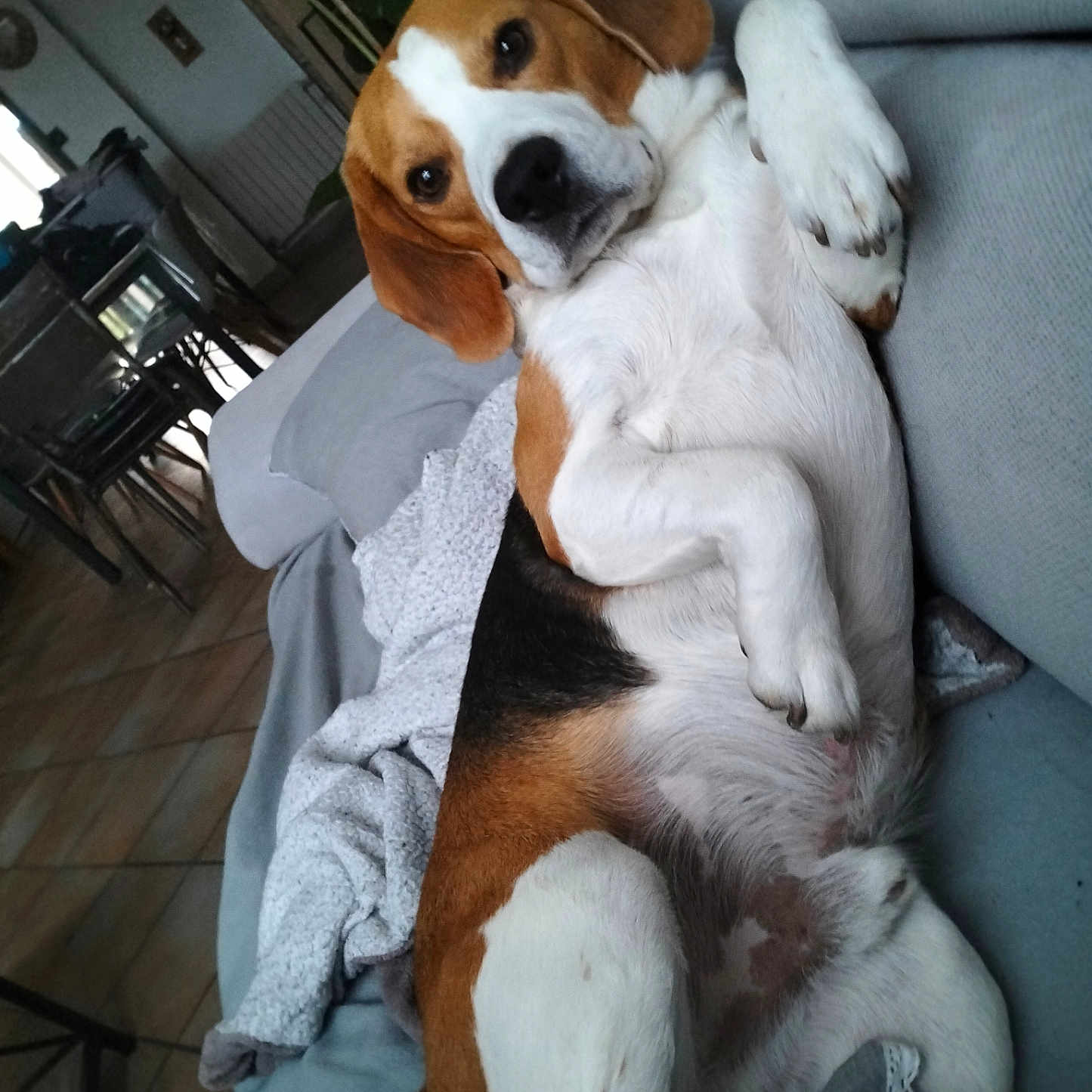 Rocket participe au concours pour gagner de l'argent avec cette photo : animal, architecture, armchair, beagle, building, canine, chair, couch, cushion, dog, furniture, homedecor, hound, indoors, interiordesign, linen, livingroom, pet, puppy, room