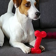 Newton a rejoint le concours — aidez-le/la à gagner de superbes lots ! dog, jack_russell_terrier, pet, toy, red_toy, bone_shaped_toy, couch, indoor, white_dog, brown_spots, animal, paw, ears, tail, fur, alert, sitting, front_legs, close_up, companion
