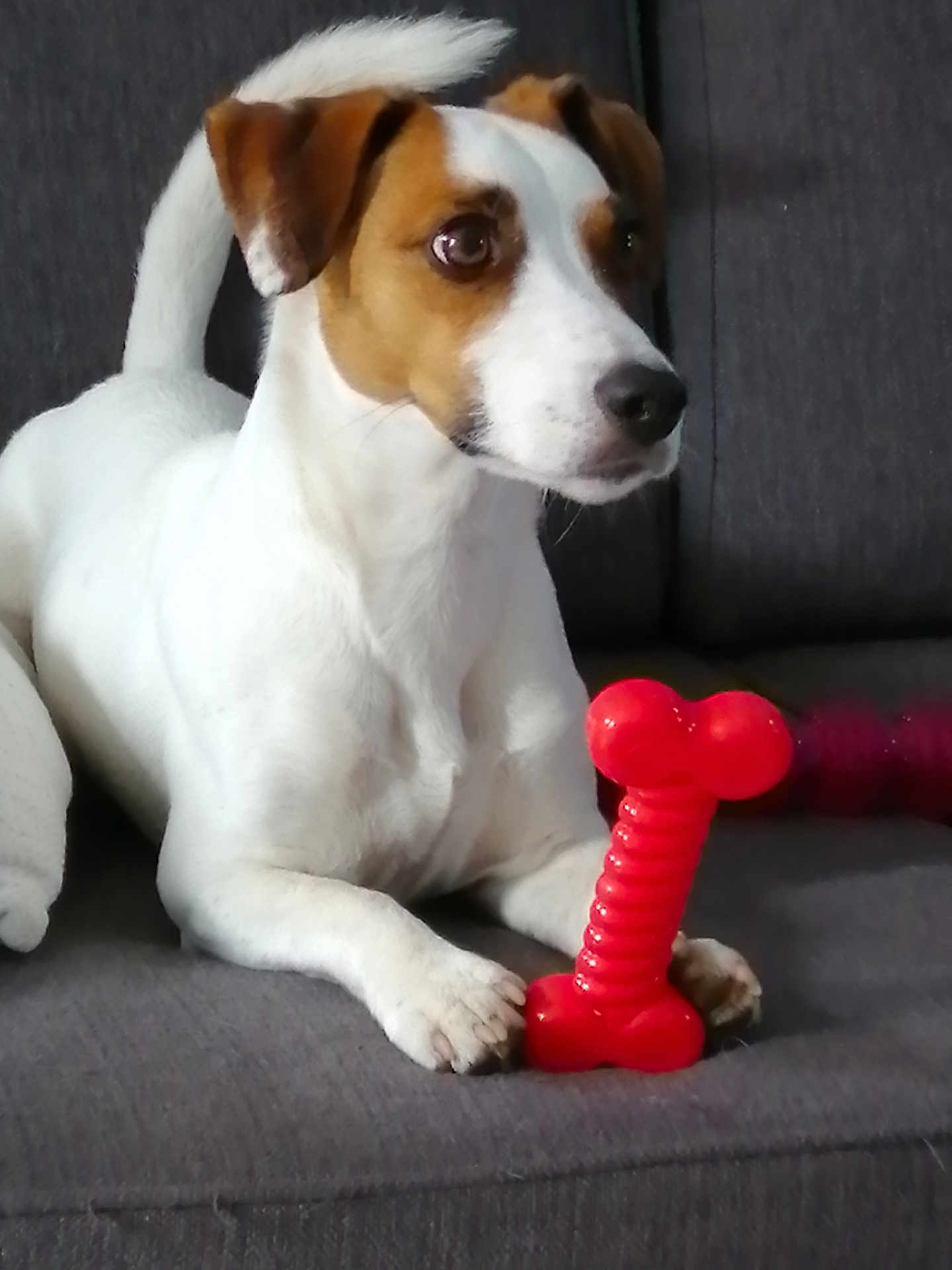 Newton a rejoint le concours — aidez-le/la à gagner de superbes lots ! dog, jack_russell_terrier, pet, toy, red_toy, bone_shaped_toy, couch, indoor, white_dog, brown_spots, animal, paw, ears, tail, fur, alert, sitting, front_legs, close_up, companion