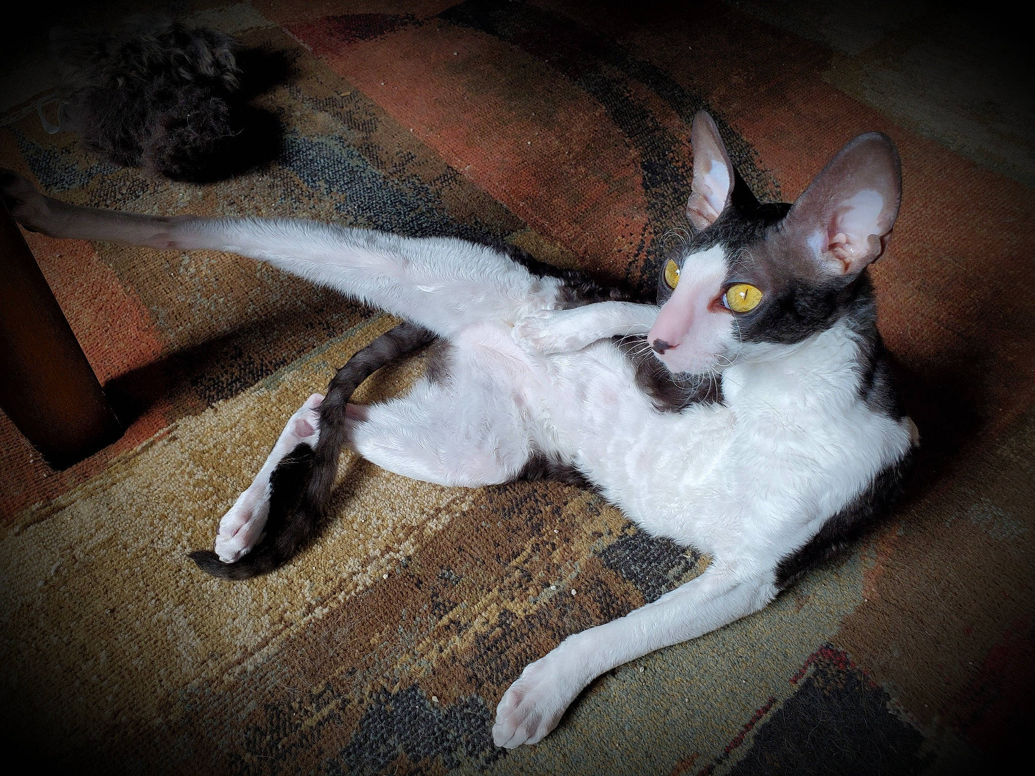 Rudy is registered to the contest to win money with this photo: canidae, carnivore, cat, claw, comfort, companion_dog, dog_breed, domestic_short_haired_cat, door, felidae, flooring, formal_wear, fur, grey, paw, small_to_medium_sized_cats, tail, vertebrate, whiskers