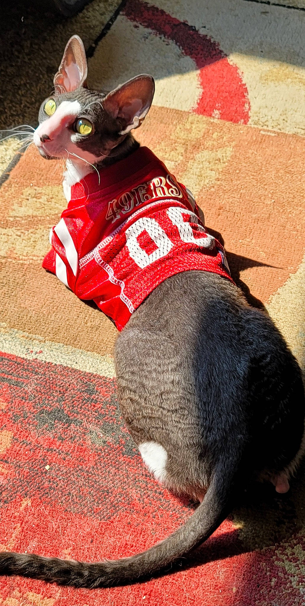 Rudy joined the competition — help win amazing prizes! carnivore, collar, companion_dog, dog, dog_breed, dog_clothes, dog_collar, dog_supply, fawn, hat, leash, liver, mammal, pet_supply, red, snout, tail, tie, toy, working_animal