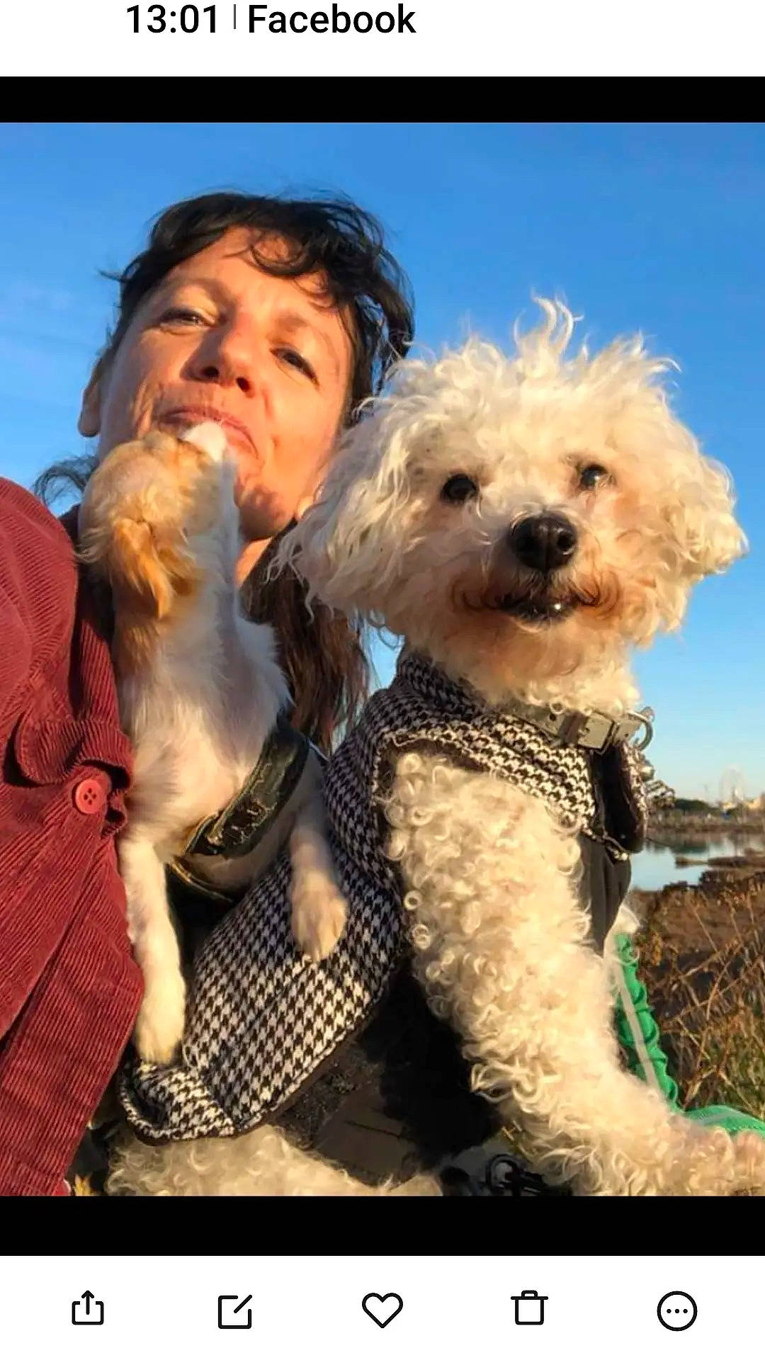 Bahiya a rejoint le concours — aidez-le/la à gagner de superbes lots ! beard, carnivore, companion_dog, dog, dog_breed, dog_clothes, eyewear, fawn, fur, happy, labradoodle, poodle, sky, small_terrier, snout, sporting_group, sunglasses, terrier, toy_dog, water_dog