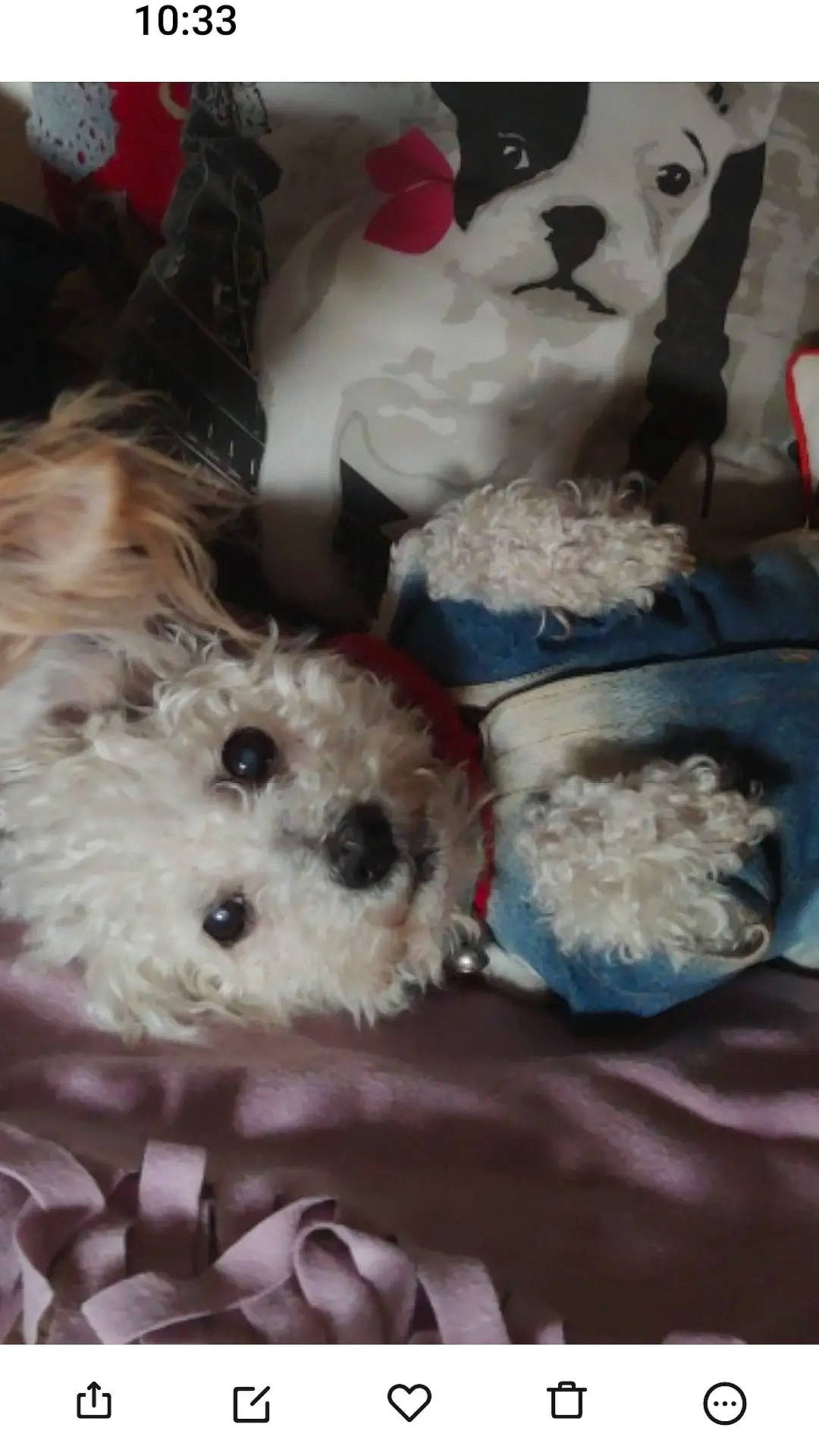 Bahiya Putri participe au concours pour gagner de l'argent avec cette photo : canidae, carnivore, companion_dog, dog, dog_breed, dog_supply, fur, labradoodle, maltepoo, pet_supply, shih_poo, small_terrier, snout, sporting_group, stuffed_toy, terrier, toy, toy_dog, white, yorkipoo