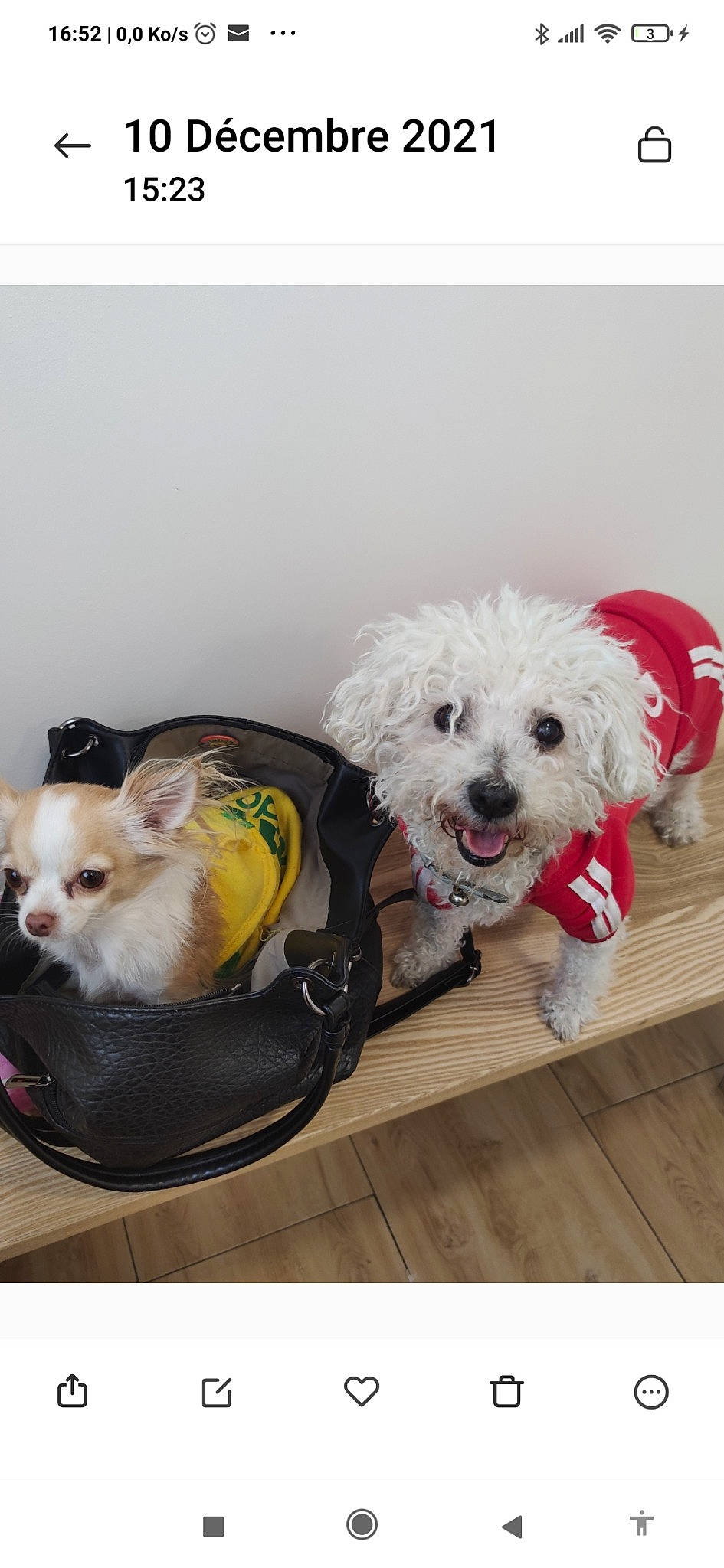 Bahiya Putri participe au concours pour gagner de l'argent avec cette photo : bowl, canidae, carnivore, companion_dog, dog, dog_breed, dog_clothes, dog_supply, fashion_accessory, fur, mammal, non_sporting_group, pet_supply, poodle, sitting, sporting_group, toy, toy_dog, working_animal