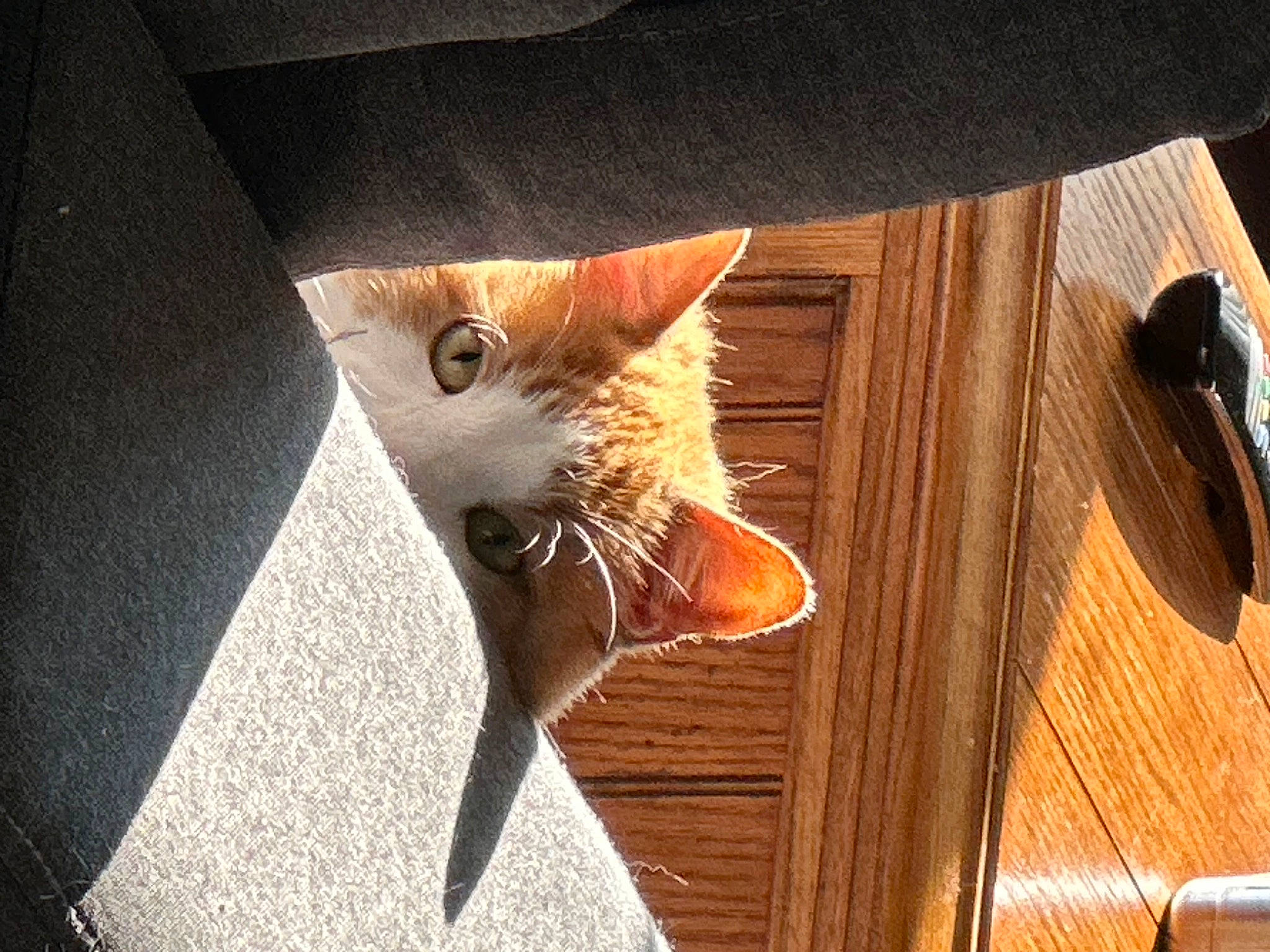 Donald is registered to the contest to win money with this photo: carnivore, cat, claw, comfort, domestic_short_haired_cat, fawn, felidae, flooring, fur, hardwood, paw, plant, small_to_medium_sized_cats, snout, tail, varnish, whiskers, window, wood, wood_stain