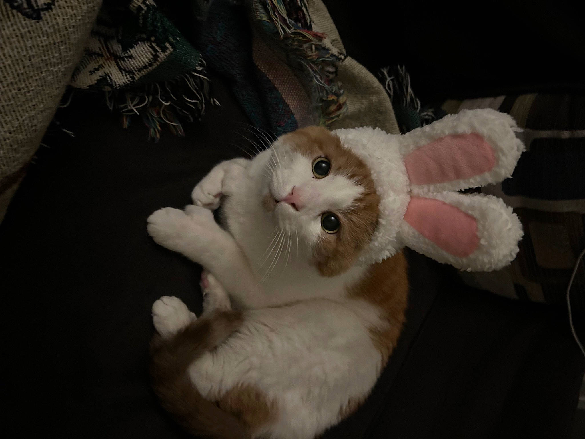 Donald is registered to the contest to win money with this photo: carnivore, cat, claw, comfort, companion_dog, domestic_short_haired_cat, fawn, felidae, foot, fur, linens, paw, small_to_medium_sized_cats, snout, tail, toy, whiskers