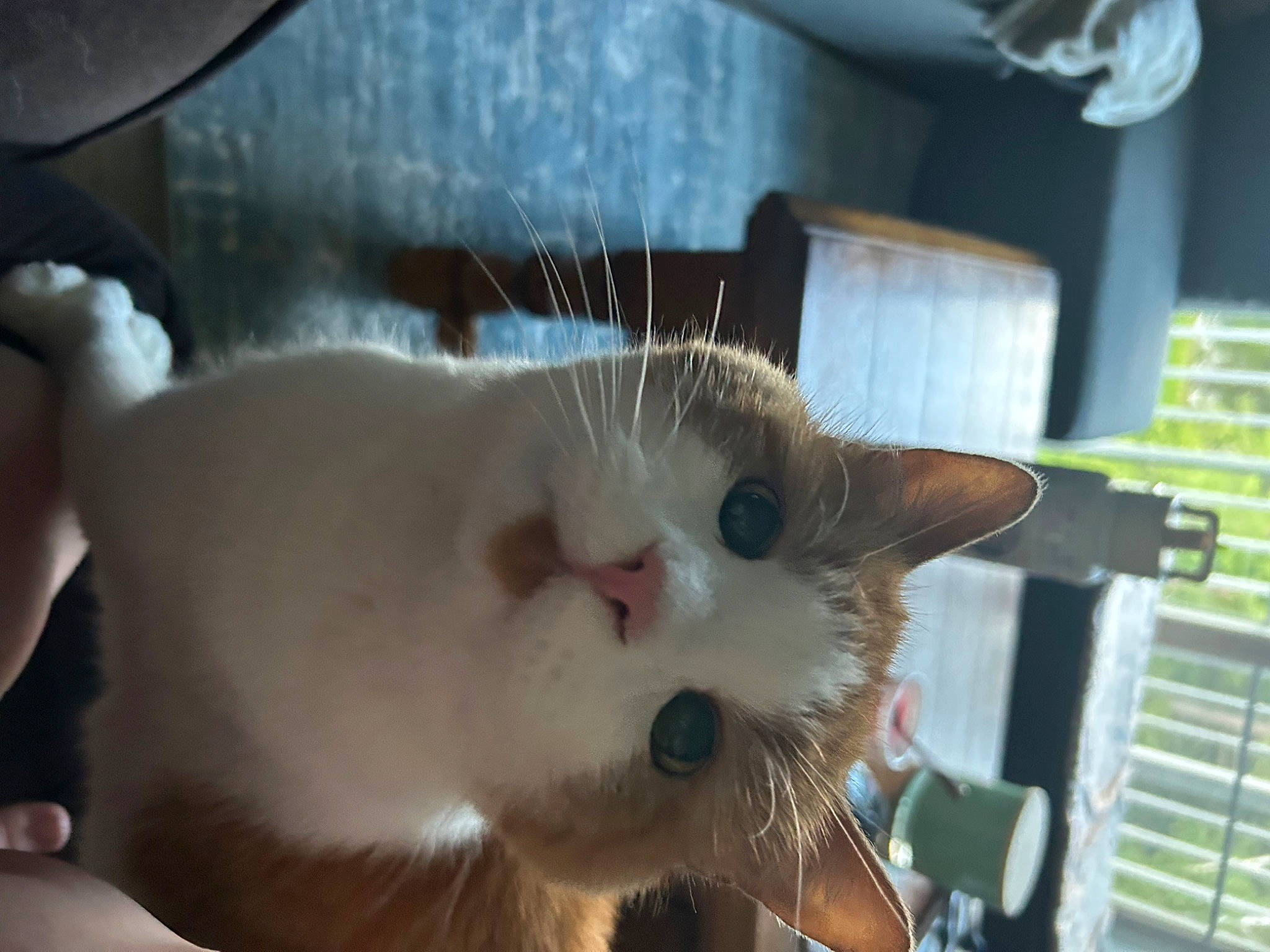 Donald is registered to the contest to win money with this photo: animal_shelter, carnivore, cat, claw, domestic_short_haired_cat, ear, fang, fawn, felidae, fur, paw, pet_supply, small_to_medium_sized_cats, snout, tail, whiskers