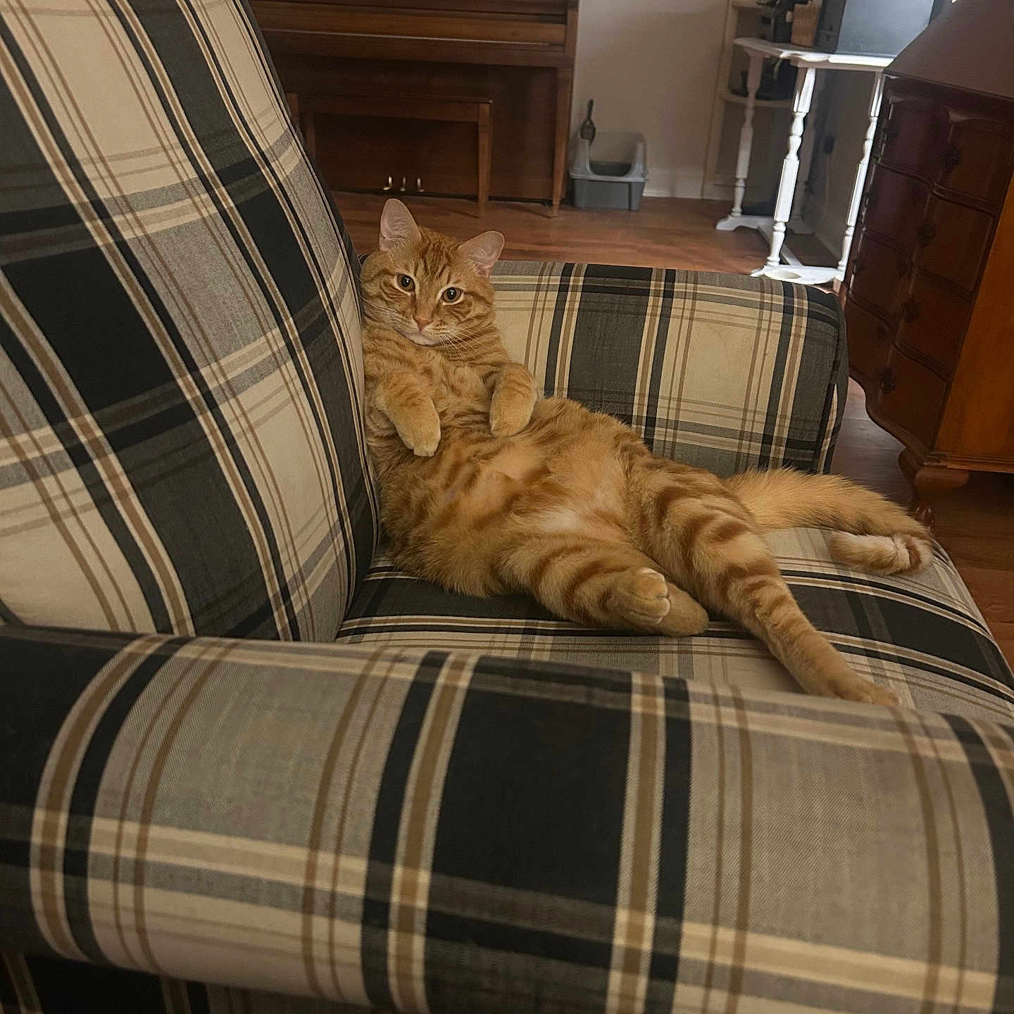 Hammy joined the competition — help win amazing prizes! cat, ginger_cat, plaid_armchair, furniture, living_room, piano, wooden_floor, relaxed, pet, indoor, home, cozy, orange_fur, animal, cute, domestic_cat, sitting, looking_at_camera, laid_back, comfortable
