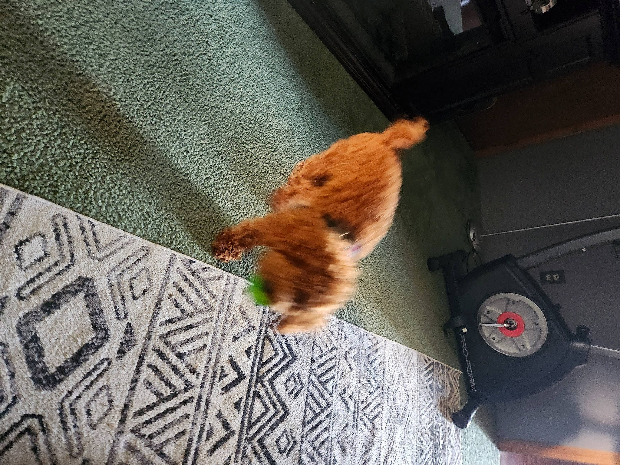 Archer is registered to the contest to win money with this photo: auto_part, automotive_exterior, automotive_lighting, carnivore, cat, family_car, fawn, felidae, flooring, fur, gauge, personal_luxury_car, road_surface, small_to_medium_sized_cats, tail, vehicle_door, whiskers, window, windshield, wood