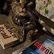 Pancho joined the competition — help win amazing prizes! book_stack, books, brown_tabby, cat, close_up, collar, cozy, curious, domestic_cat, feline, furniture, holiday_theme, home, indoor, looking_up, pet, sitting, tabby_cat, tablecloth, whiskers