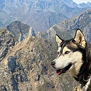 Pagaille participe au concours pour gagner de l'argent avec cette photo : adventure, animal, blue_eyes, canine, collar, daylight, dog, fur, husky, landscape, majestic, mountains, nature, outdoor, pet, profile, rocky, scenery, sky, wildlife