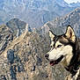 adventure, animal, blue_eyes, canine, collar, daylight, dog, fur, husky, landscape, majestic, mountains, nature, outdoor, pet, profile, rocky, scenery, sky, wildlife