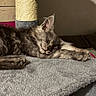 animal, blanket, cat, cat_tree, cozy, cute, feline, fur, gray_fur, home, indoor, kitten, nap, paw, pet, relaxed, resting, sleeping, sunlight, whiskers