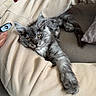 Ari De Lewiston participe au concours pour gagner de l'argent avec cette photo : animal, casual_clothing, cat, couch, cozy, feline, fur, furniture, gray_cat, hand, home, indoor, kitten, lap, person, pet, relaxing, sofa, stretching, yellow_eyes