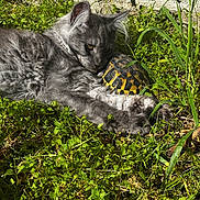 Ari De Lewiston participe au concours pour gagner de l'argent avec cette photo : animal, cat, closeup, companion, curious, feline, friendship, grass, greenery, mammal, nature, outdoor, pet, relaxed, reptile, shell, slow_mover, sunlight, tortoise, wildlife