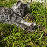 cat, tortoise, grass, outdoor, sunlight, animal, pet, nature, greenery, shell, feline, reptile, curious, relaxed, closeup, friendship, wildlife, mammal, slow_mover, companion