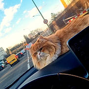 Garfield a rejoint le concours — aidez-le/la à gagner de superbes lots ! cat, orange_cat, fluffy, dashboard, car_interior, steering_wheel, road, traffic, vehicles, street, buildings, sky, clouds, urban, daytime, window, calm, pet, domestic_animal, relaxed