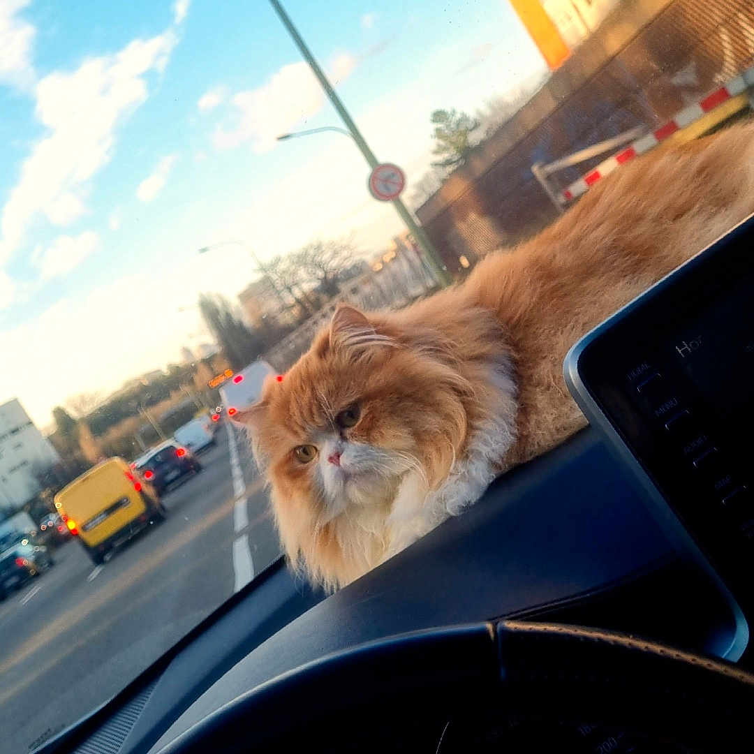 Garfield
