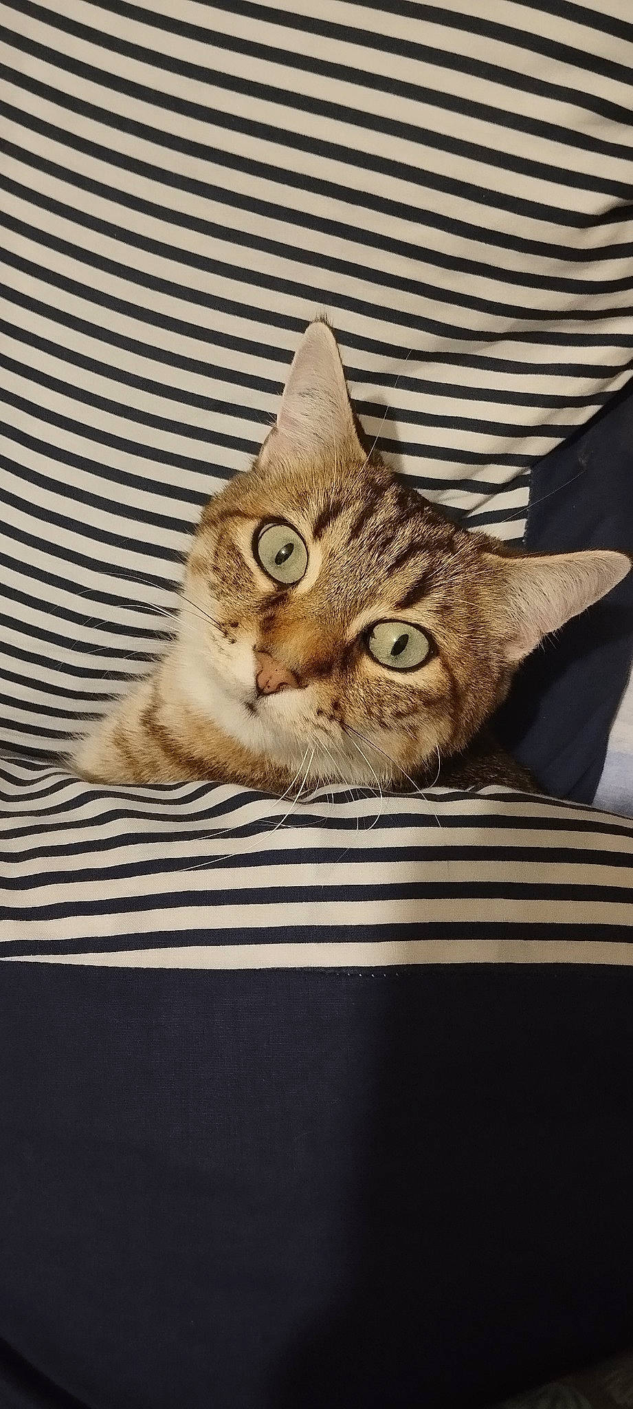 Fifi a rejoint le concours — aidez-le/la à gagner de superbes lots ! carnivore, cat, claw, comfort, domestic_short_haired_cat, eye, fawn, felidae, fur, mammal, paw, photo_caption, small_to_medium_sized_cats, snout, tail, vertebrate, whiskers, wildlife, window, wood