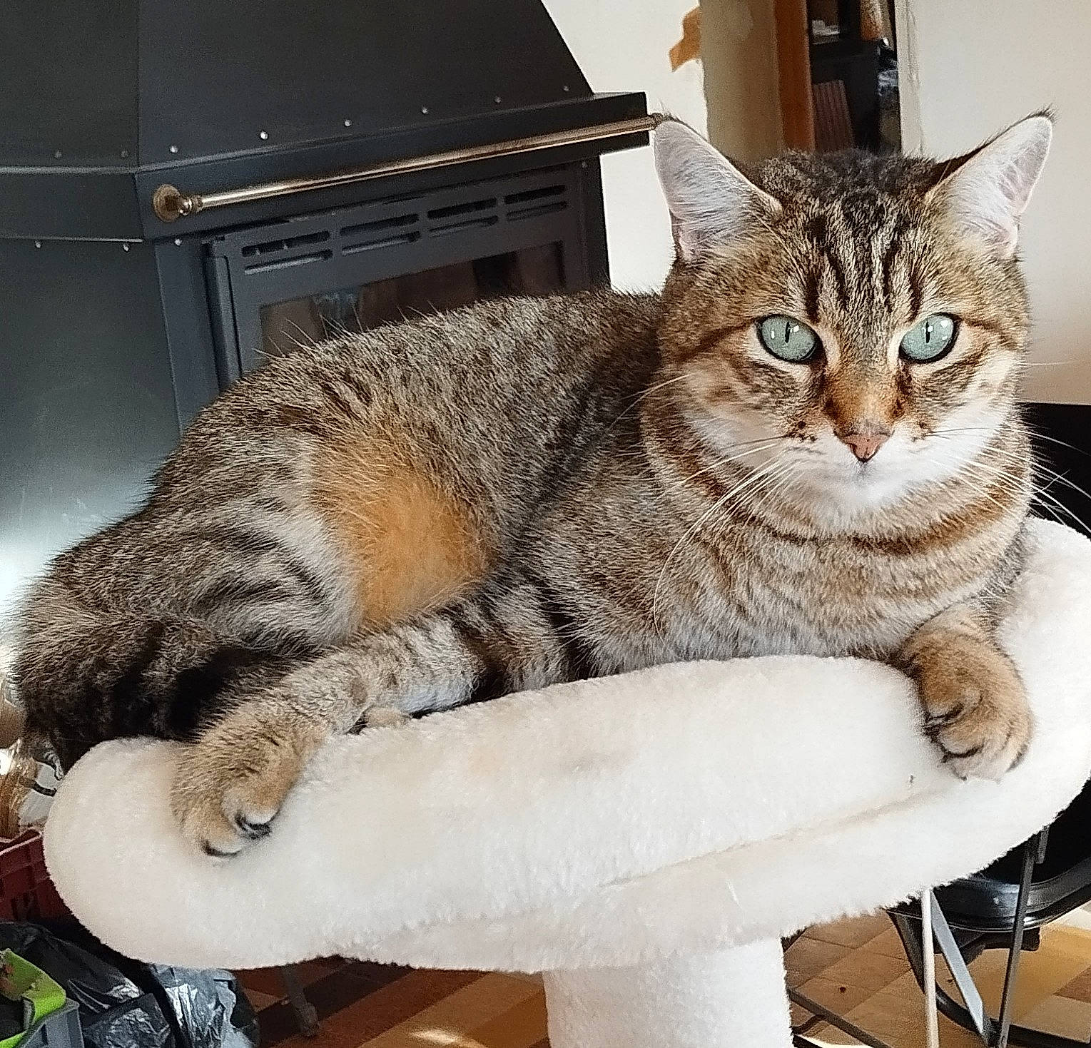 Fifi a rejoint le concours — aidez-le/la à gagner de superbes lots ! carnivore, cat, cat_supply, comfort, domestic_short_haired_cat, felidae, fur, paw, sitting, small_to_medium_sized_cats, snout, tail, terrestrial_animal, whiskers