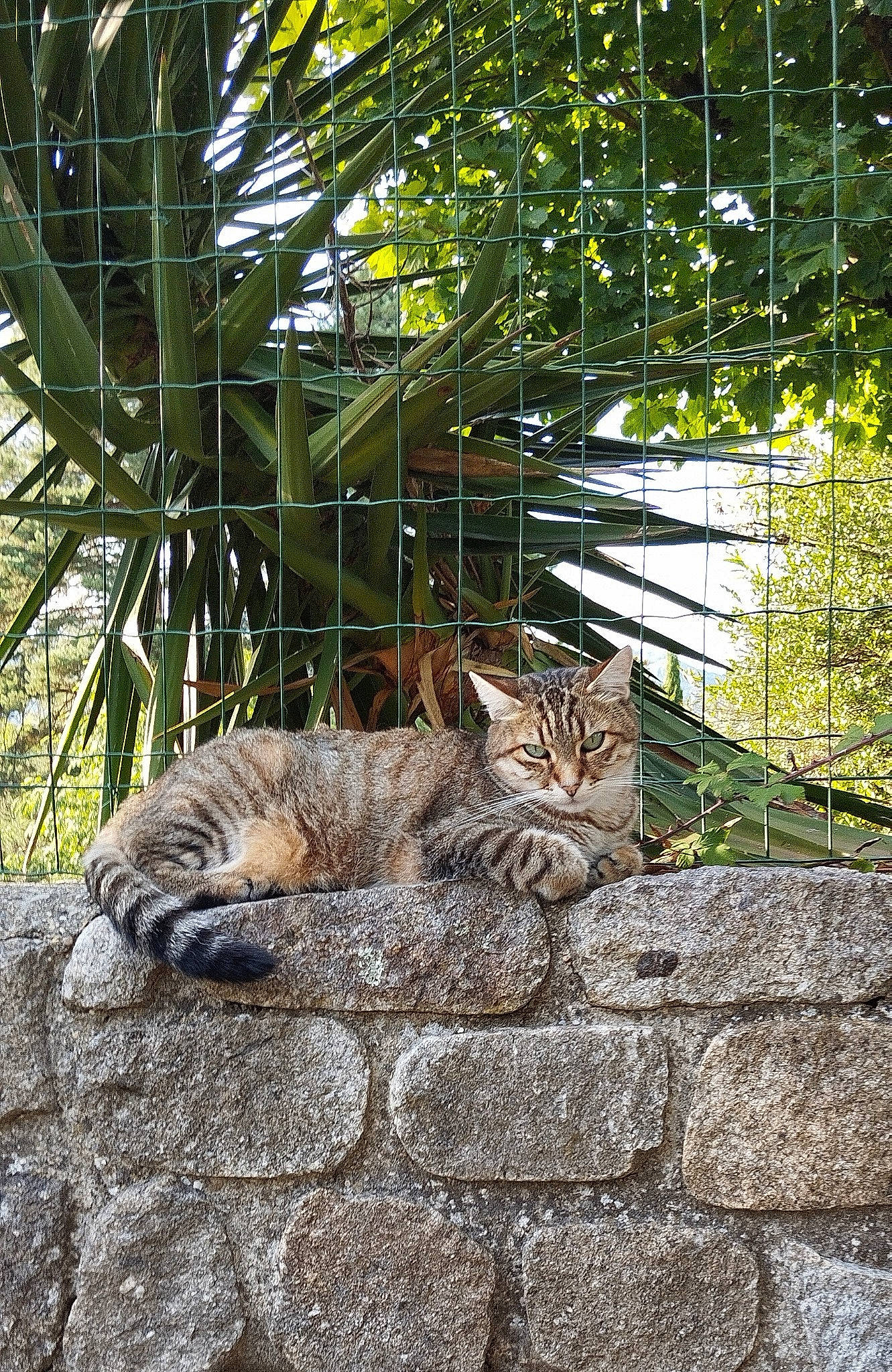 Fifi participe au concours pour gagner de l'argent avec cette photo : big_cats, brick, carnivore, cat, domestic_short_haired_cat, fawn, felidae, flagstone, fur, grass, plant, road_surface, small_to_medium_sized_cats, tail, terrestrial_animal, tree, trunk, whiskers, wildlife, wood
