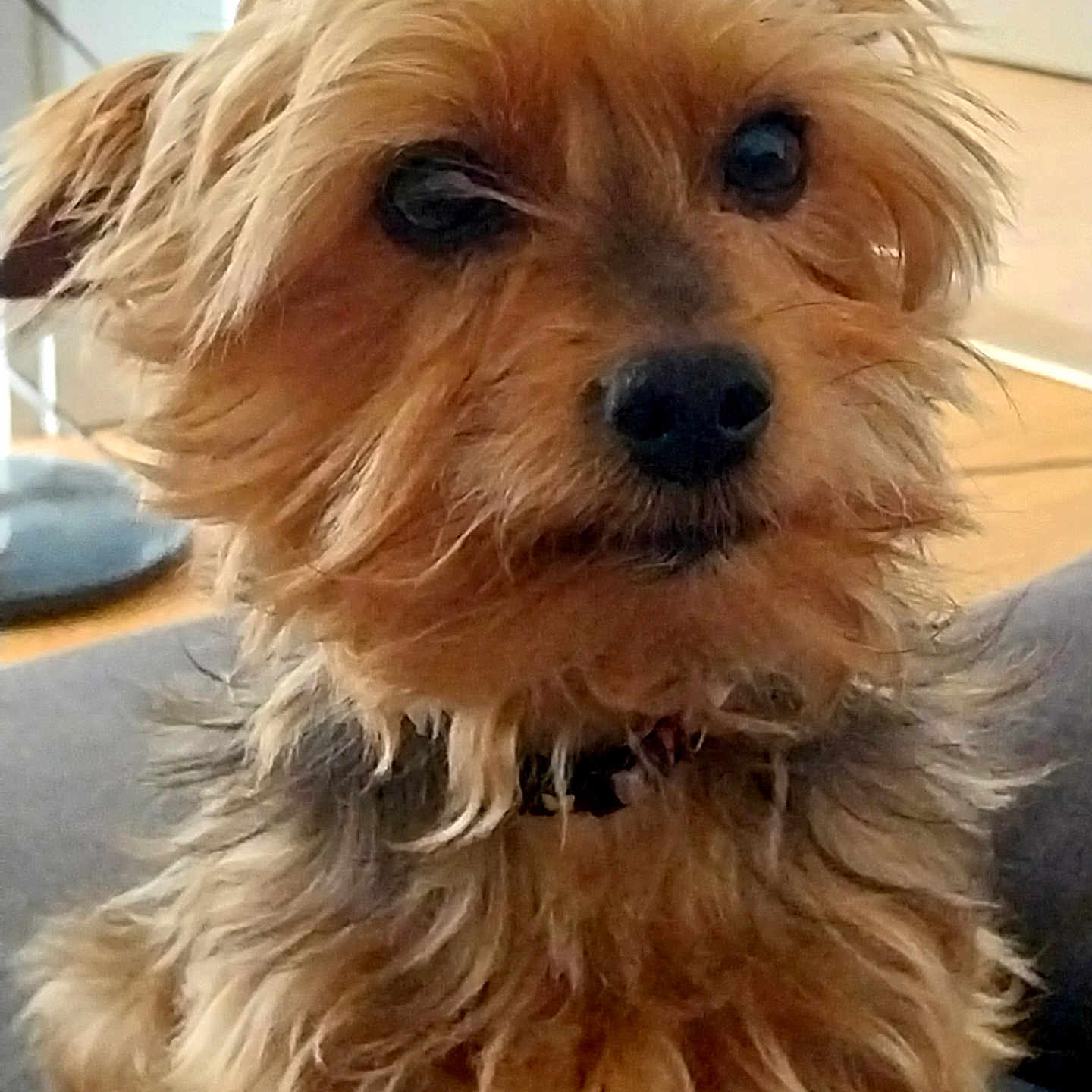 Oscar participe au concours pour gagner de l'argent avec cette photo : dog, close_up, indoor, fur, pet, couch, brown, black_nose, eyes, portrait, canine, animal, furry, companion, cute, looking_away, domestic, small_dog, scruffy, relaxed