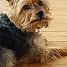 dog, small_dog, scruffy, fur, pet, animal, indoor, wooden_floor, curious, lying_down, ears, face, snout, brown, black, canine, companion, domestic_animal, looking, closeup