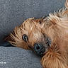 dog, brown_fur, close_up, pet, nose, eye, couch, gray_fabric, relaxed, lying_down, fluffy, domestic_animal, fur_texture, indoor, sleepy, animal_face, canine, cozy, resting, portrait