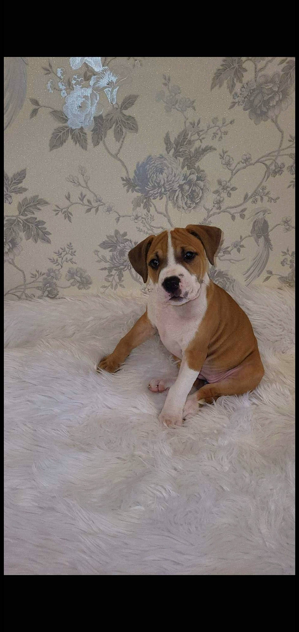 Cassie joined the competition — help win amazing prizes! ancient_dog_breeds, art, canidae, carnivore, companion_dog, dog, dog_breed, drawing, fawn, hunting_dog, illustration, non_sporting_group, painting, pattern, rectangle, snout, sporting_group, whiskers, working_animal, working_dog