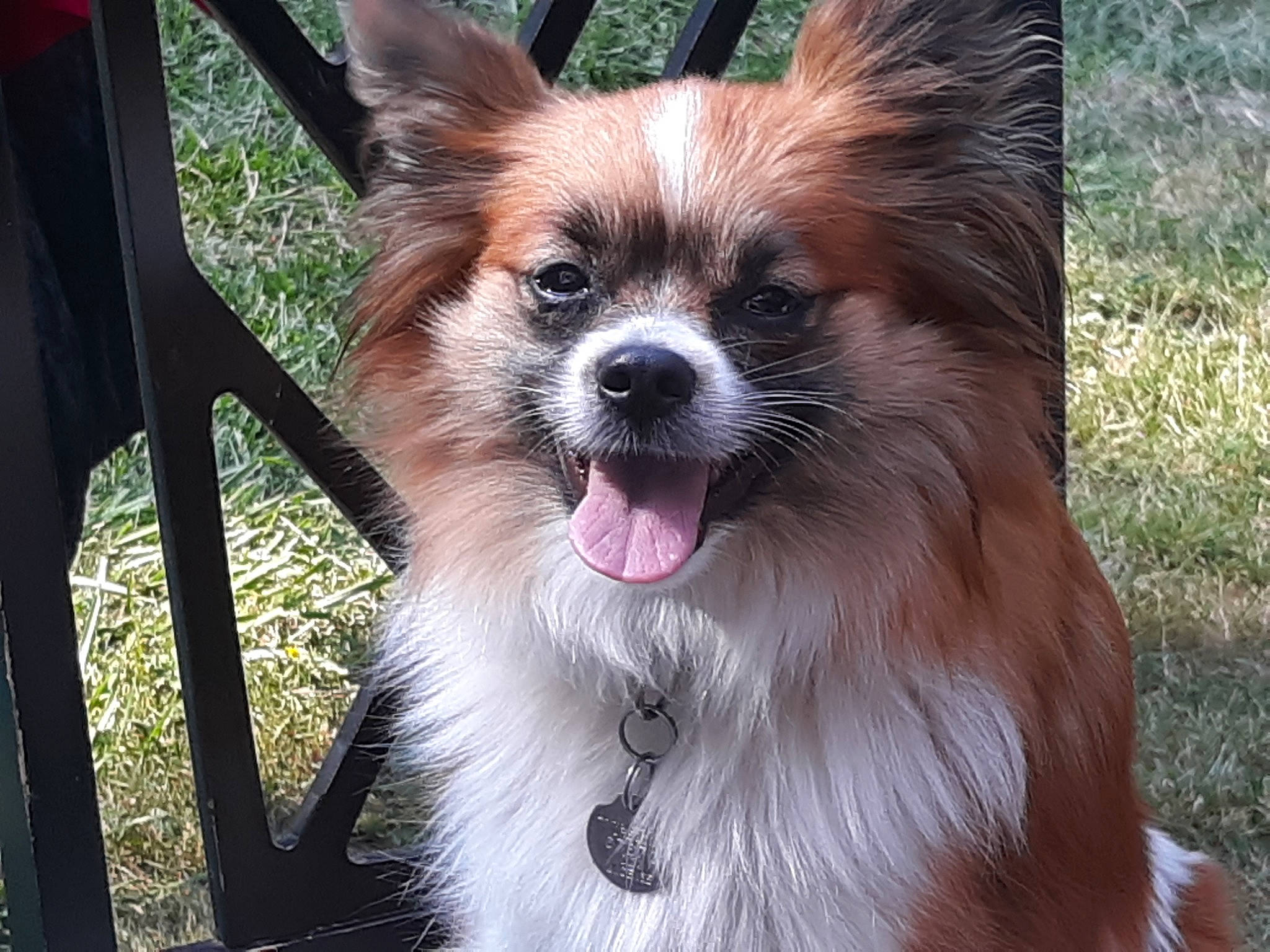 Gigi joined the competition — help win amazing prizes! brown, canidae, carnivore, collar, companion_dog, dog, dog_breed, fawn, fur, liver, non_sporting_group, papillon, snout, sporting_group, tongue, toy_dog, vertebrate, whiskers, working_animal